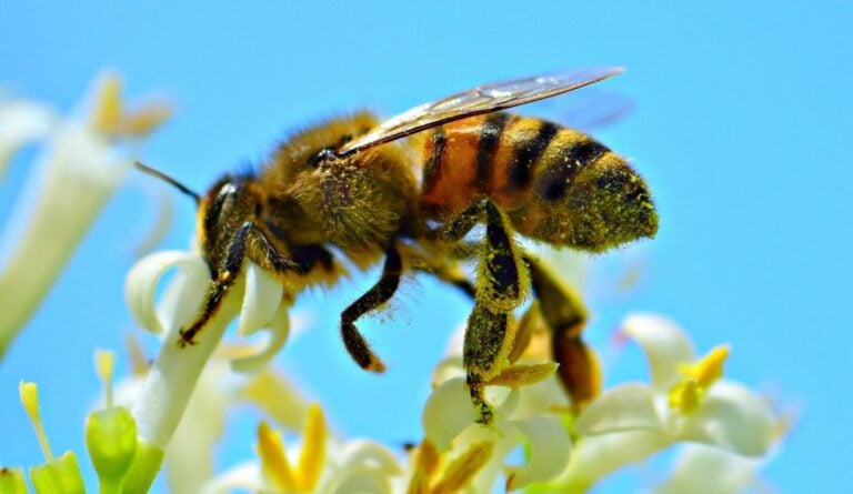 Бджоли вже прокинулись: коли чекати перший мед у 2026 році