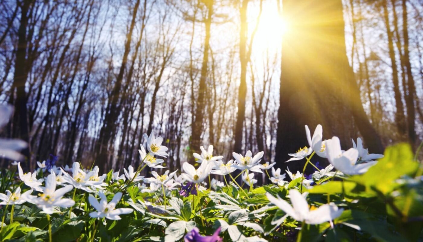 Народні прикмети березня: що вони кажуть про майбутнє літо