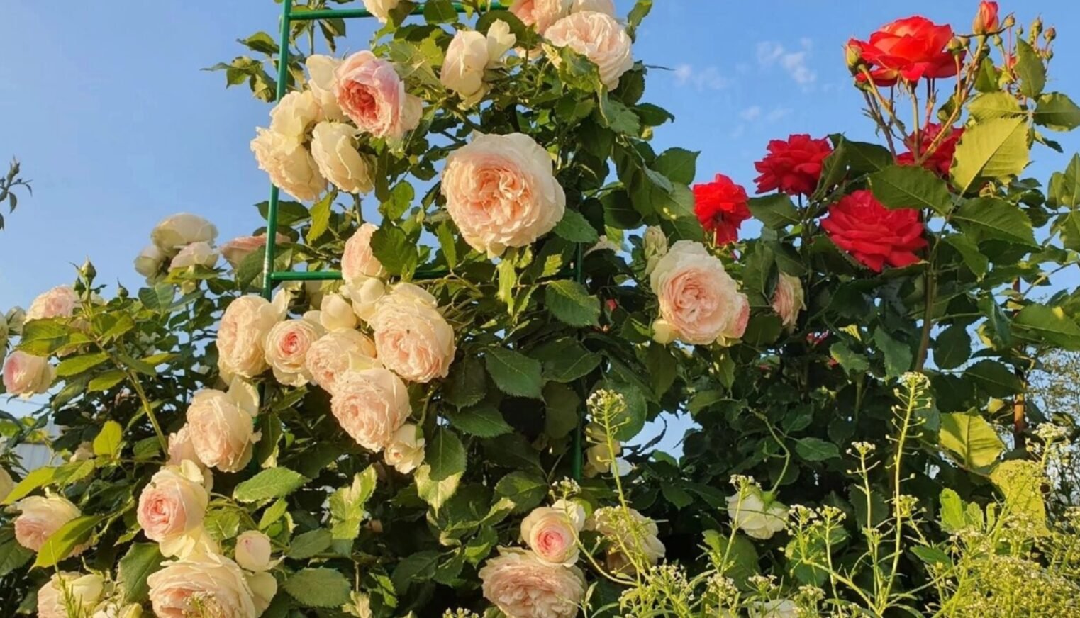 Коли відкривати троянди після зими: важливий момент, який легко пропустити