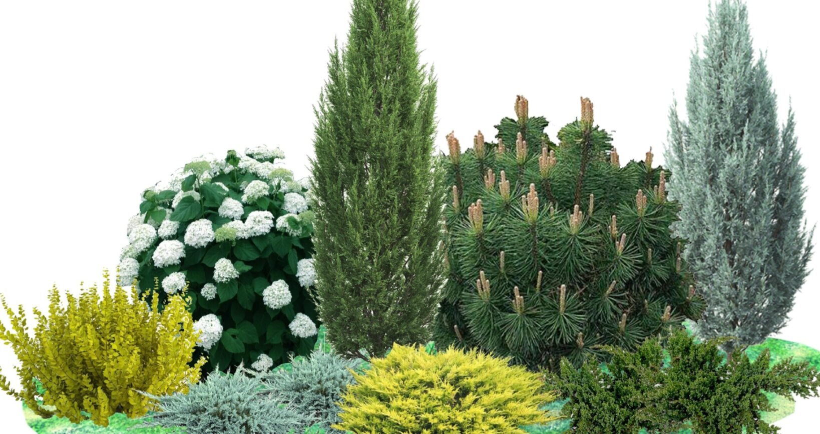 Що посадити під вікнами: 7 рослин, які прикрасять двір і не потребують складного догляду