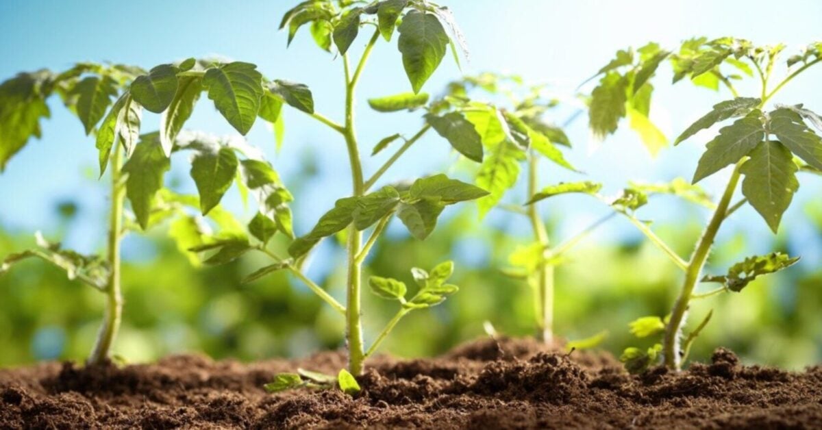 Товста та зелена: 5 народних засобів, від яких розсада томатів росте "як дубки"