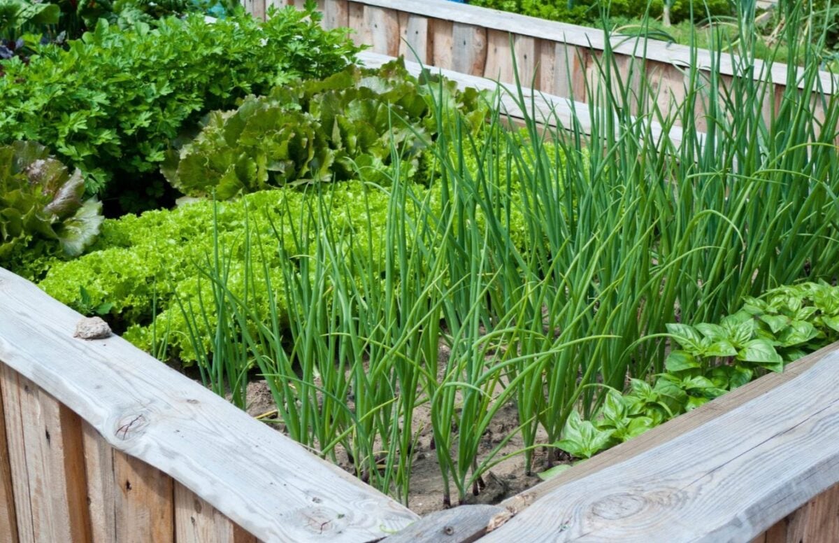 Ви точно це викидаєте! 6 видів найкориснішої зелені, про силу яких ми забули.