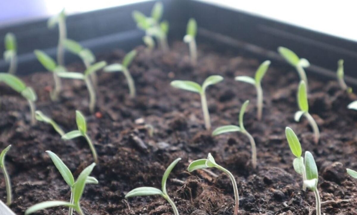 Цим підживленням я годую свою молоду розсаду перцю та помідор. Рослини в мить додають та зміцнюються.