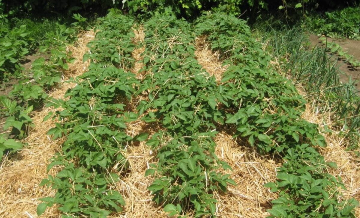 Посадка картоплі в солому: божевільний метод, який дає відро бульб з одного куща