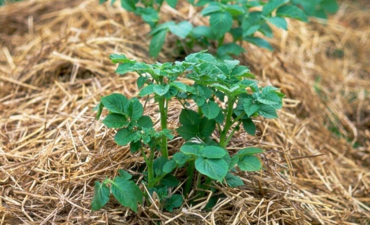 Посадка картоплі в солому: божевільний метод, який дає відро бульб з одного куща