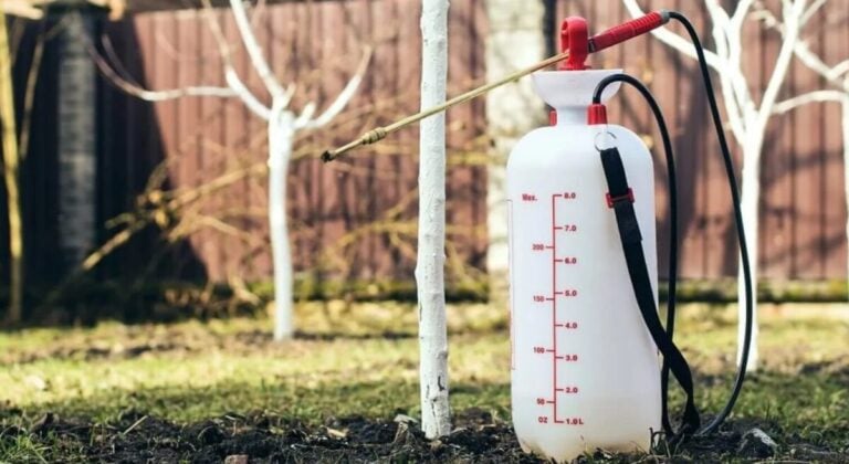 Старі яблуні ожили: один копійчаний засіб вилікував кору назавжди.