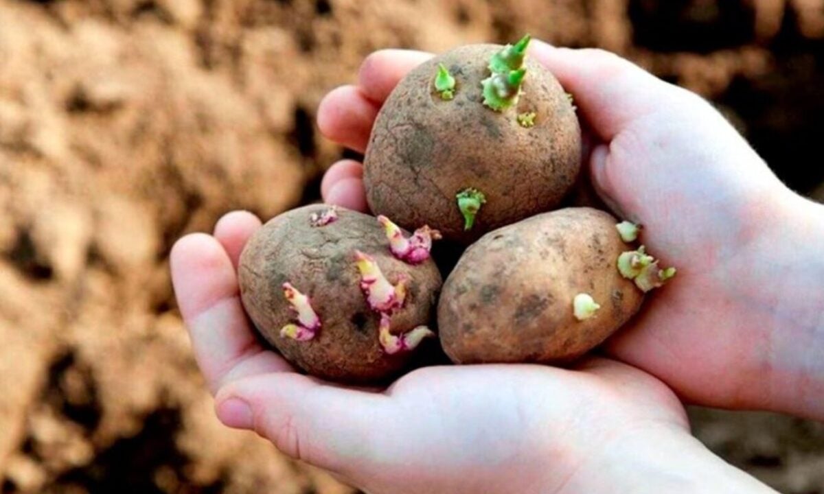 Картопля 2026: коли висаджувати та які сорти дадуть рекордний врожай.