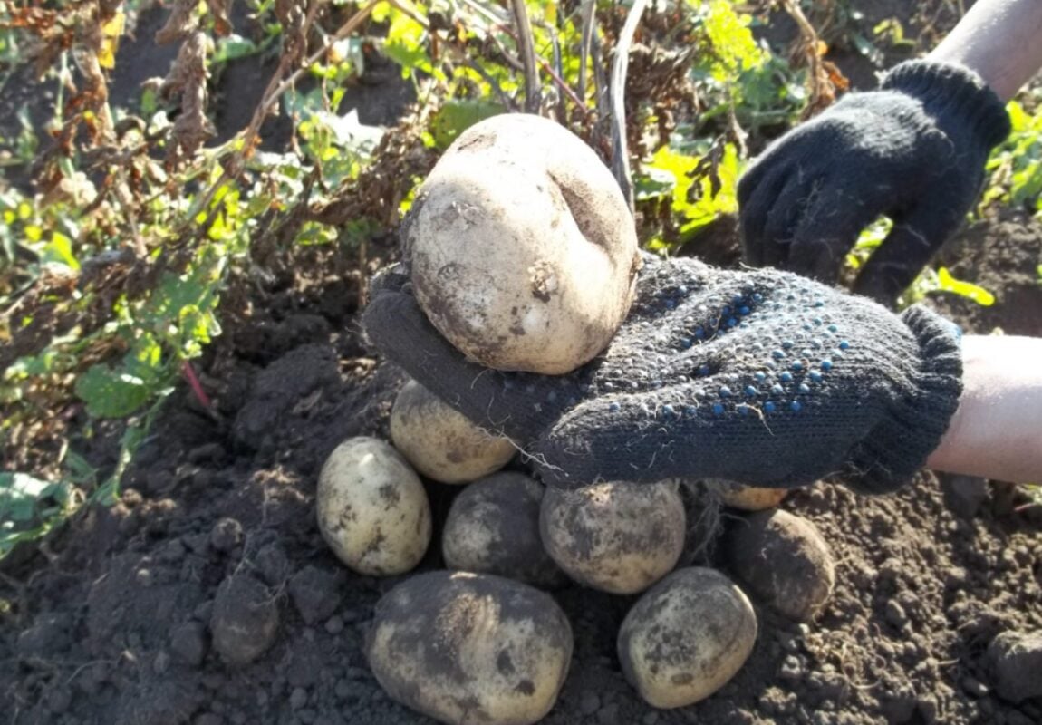 Картопля 2026: коли висаджувати та які сорти дадуть рекордний врожай.