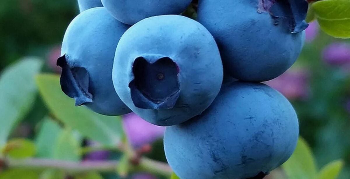 Розплідники цього не скажуть: як виростити 10 кг лохини з куща за ціною однієї булочки