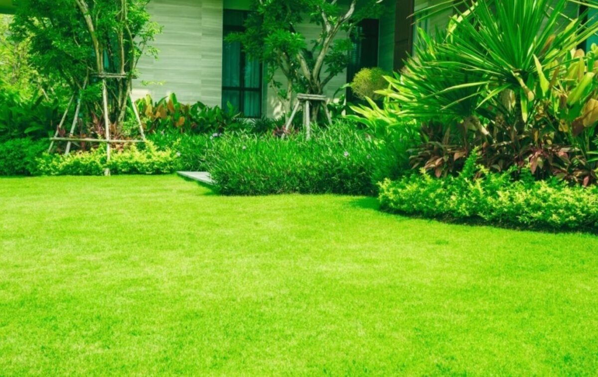 Селітра чи карбамід - що краще вибрати для першого підживлення газону?