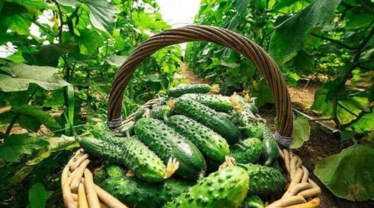 Сусіди вже сіють, а ви почекайте: чому 15 квітня — найнебезпечніший день для огірків у 2026 році