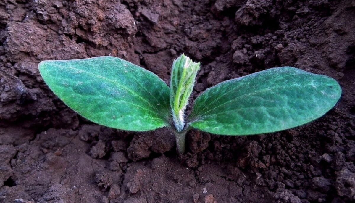 Сусіди вже сіють, а ви почекайте: чому 15 квітня — найнебезпечніший день для огірків у 2026 році