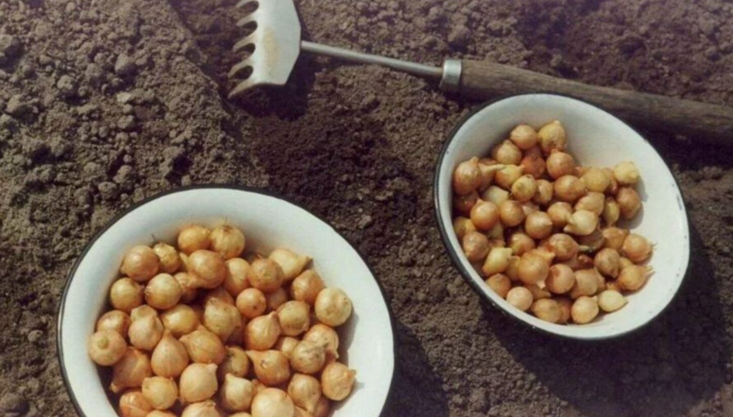 Більше так не роблю: чому я перестала чекати травневих свят, щоб посадити цибулю. Результат вразив!