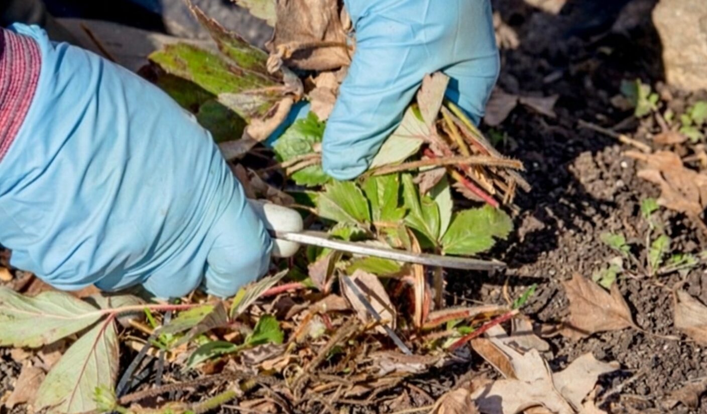 обрізка полуниці навесні в квітні