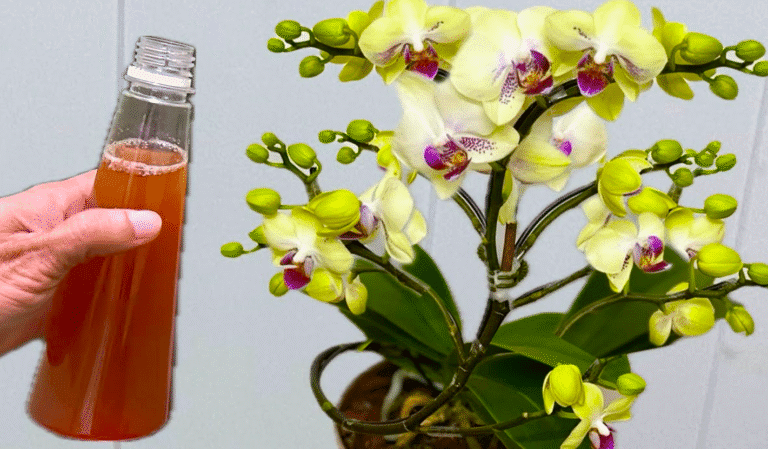 Полийте 1 пляшку на коріння! Орхідеї цвістимуть і вкорінюватимуться цілий рік
