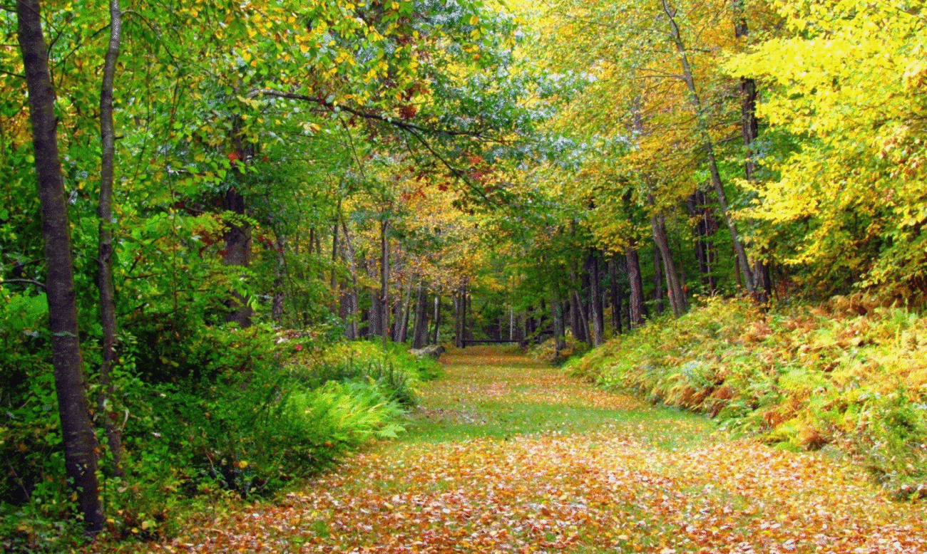 Народні прикмети на вересень: що підкаже природа у 2025 році