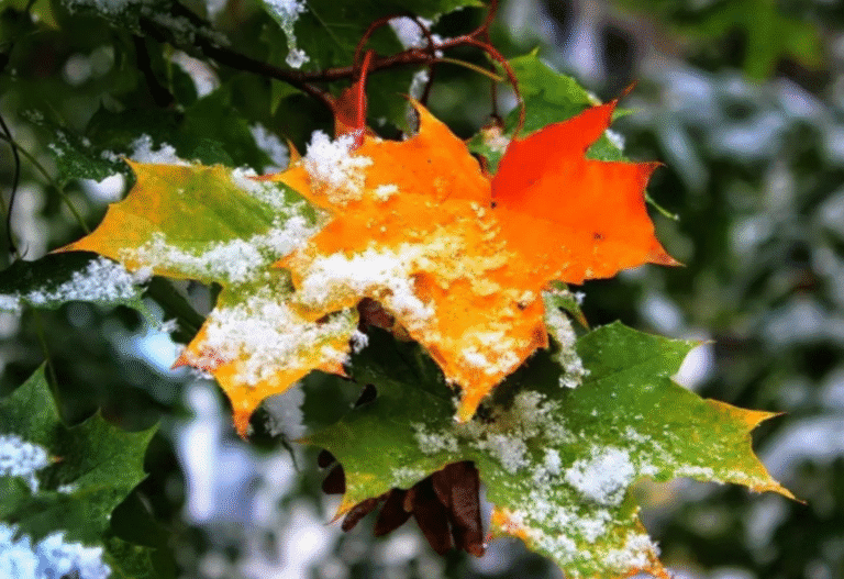 Листопад-2025: Сніг чи "Бабине літо"? Народні прикмети дають однозначну відповідь!