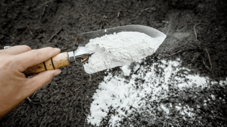 Не вапно і не добриво: чому саме доломітова мука врятує ваш город навесні