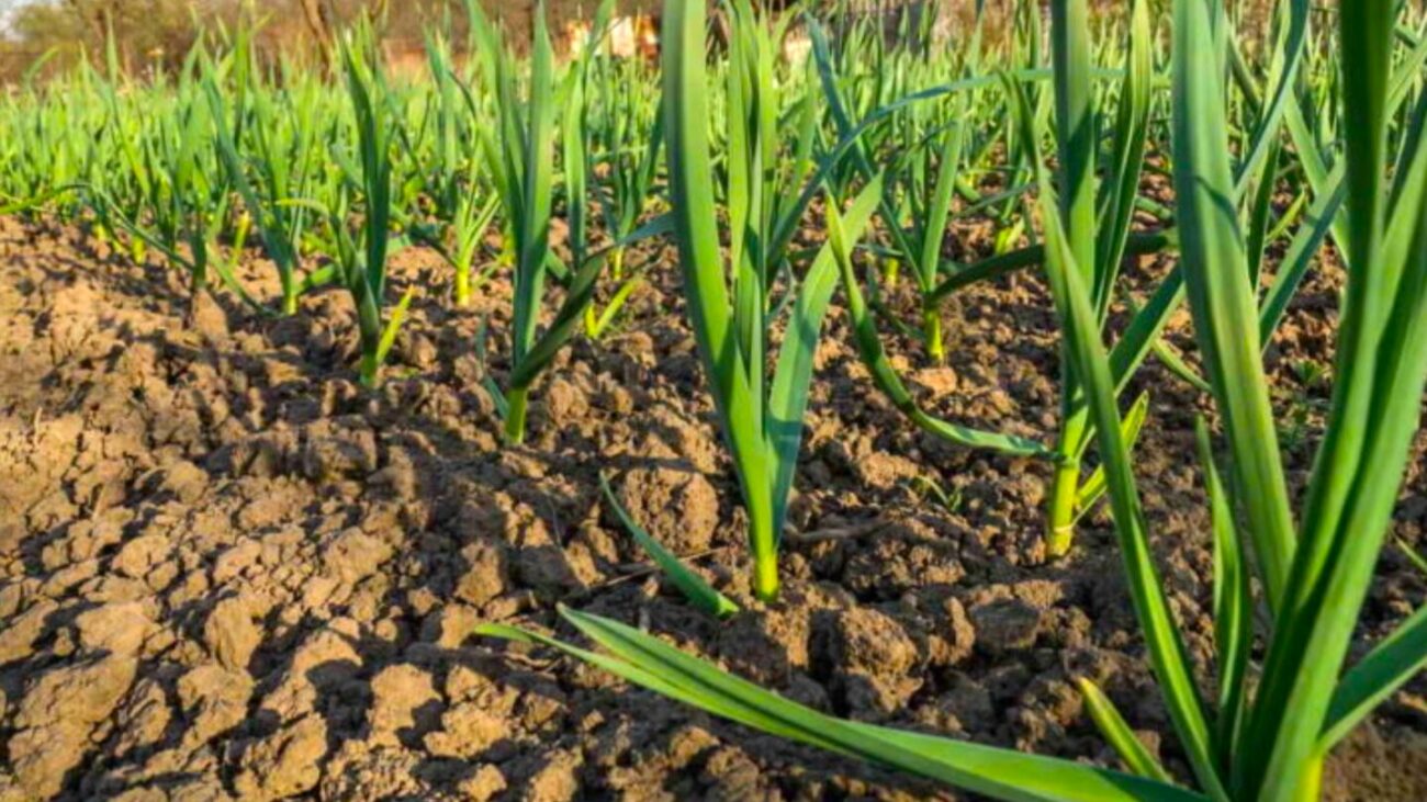 Мій часник більше ніколи не жовтіє і ваш не буде. Ділюсь секретами грамотного вирощування