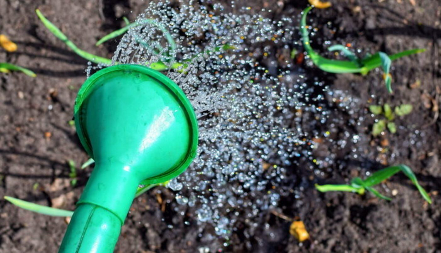 чим підживити часник на весні