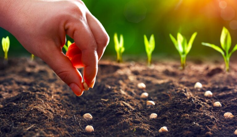 Сію та саджаю завжди в ці дні для щедрого врожаю: місячний посівний календар на травень 2026