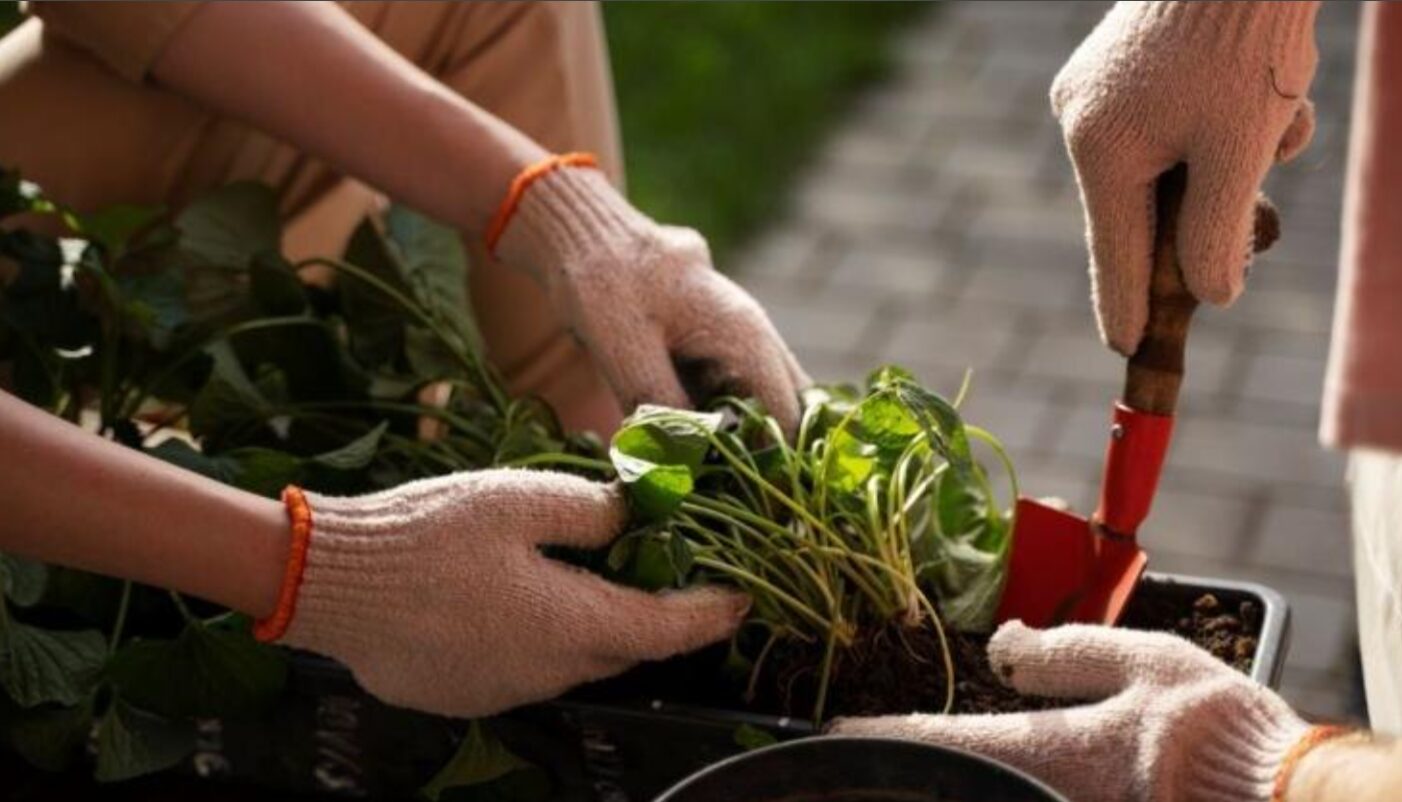 місячний посівний календар травень 2026