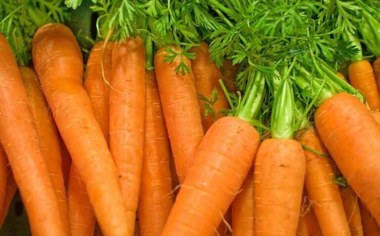 Солодша за фрукти: що покласти в борозни перед посівом моркви, щоб вона виросла медовою