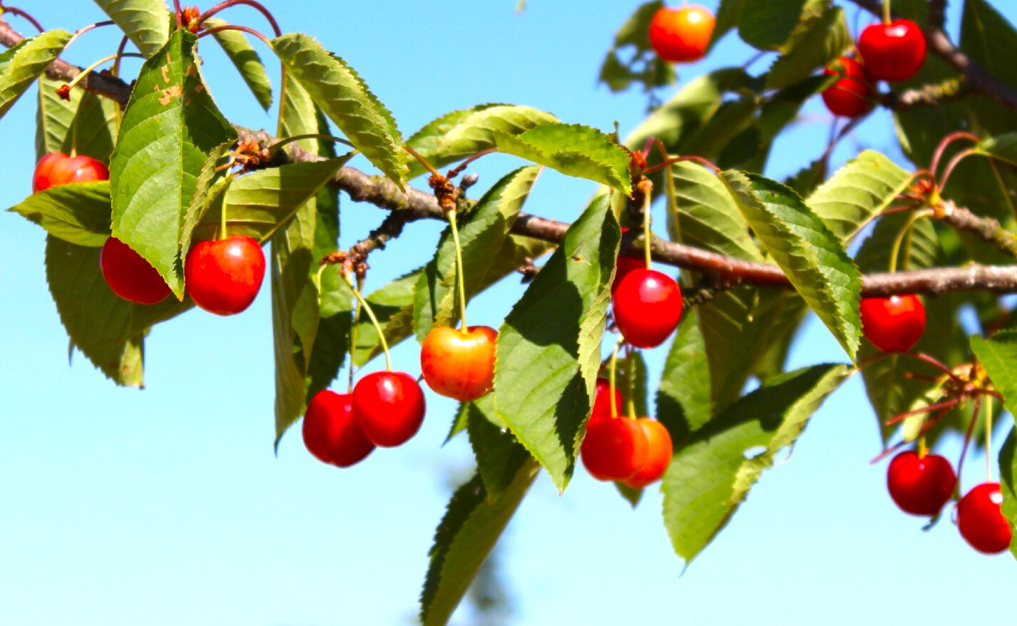 Погода червень 2026 в Україні