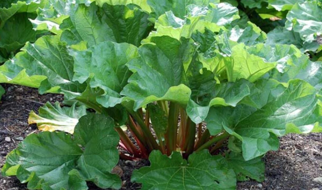 Румбарбар уже з’явився: сьогодні пила перший компот і згадала дитинство