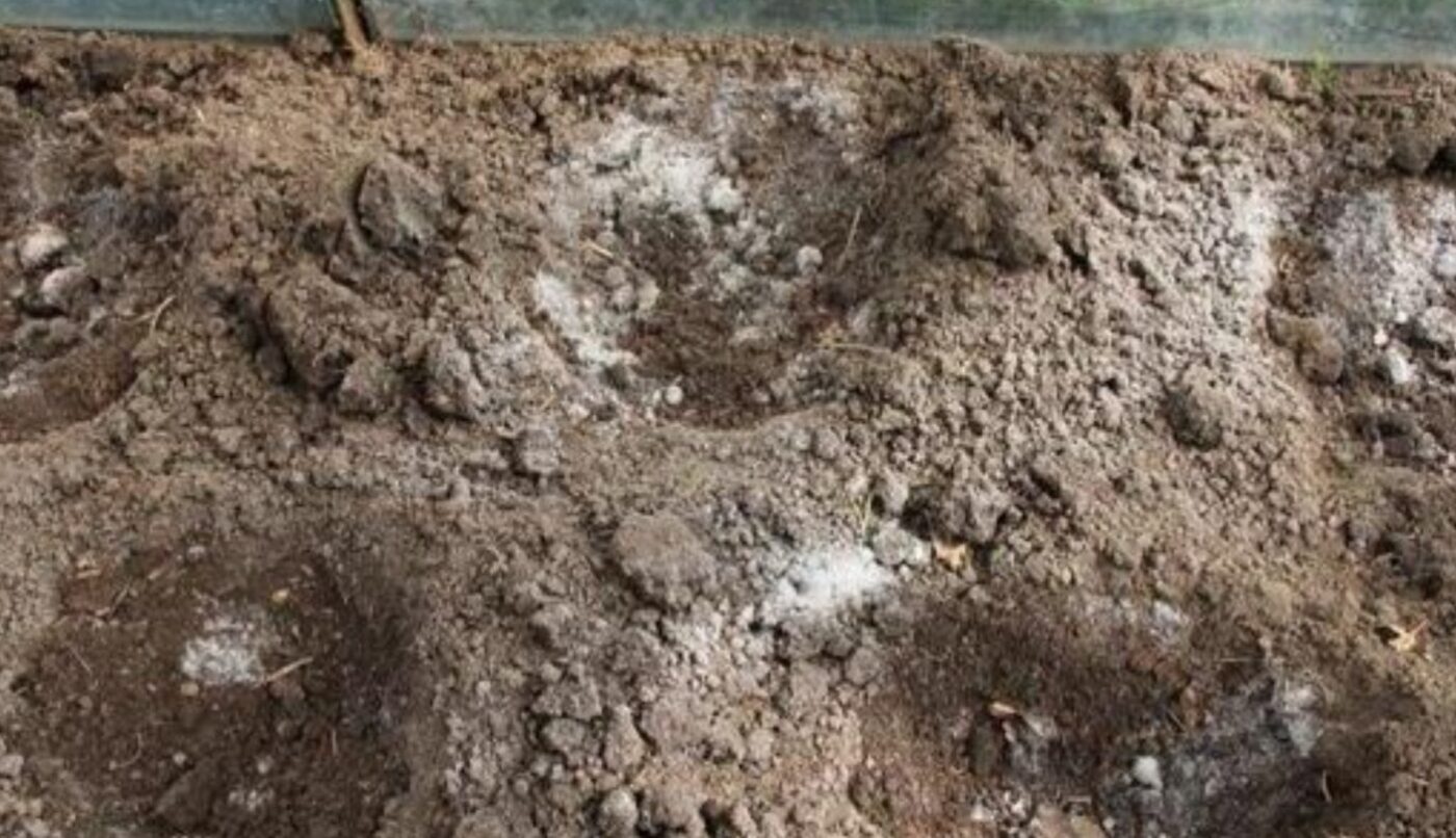 саджу розсаду перцю в ґрунту