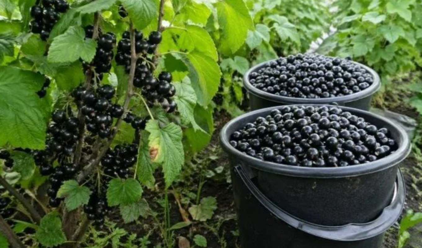 Біогумус для смородини